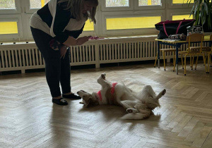 Zdjęcie przedstawia psa wykonującego sztuczkę, na polecenie pani.