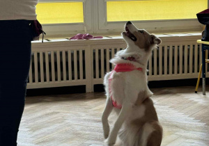 Zdjęcie przedstawia psa wykonującego sztuczkę, na polecenie pani.