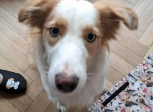 Zajęcia edukacyjne z udziałem psa - 3