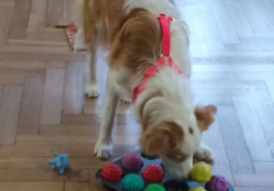 Pies wyszukuje karmę pod piłeczkami.