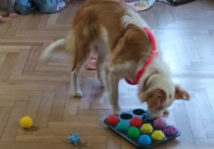 Pies wyszukuje karmę pod piłeczkami.