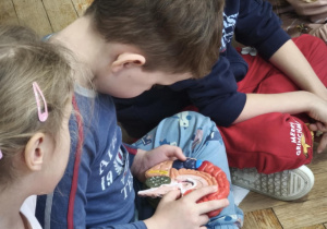 Dzieci oglądają model mózgu