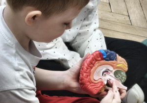 Dzieci oglądają model mózgu