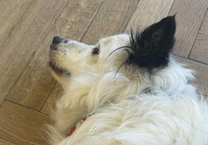 Zdjęcie przedstawia psa leżącego na boku na podłodze.