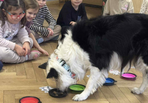 Zdjęcie przedstawia psa jedzącego smakołyki z podstawka.