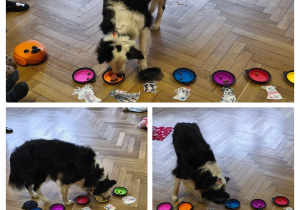 Na zdjęciu widzimy Lily, która zjada z talerzyków przysmaki.