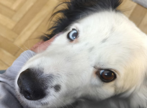 Zajęcia edukacyjne z psem - 5