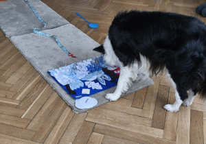 Na zdjęciu widzimy Lily, która szuka smaczków w macie.