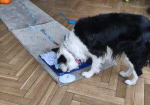 Na zdjęciu widzimy Lily, która szuka smaczków w macie.