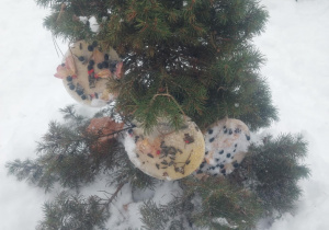 lodowe bombki wykonane przez dzieci jako pokarm dla ptaków zawieszone na choince