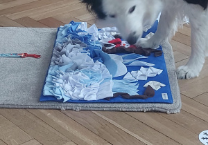 Lilka szukająca smaczków