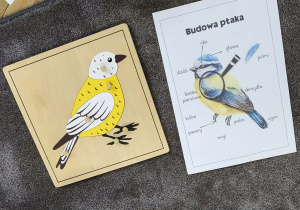 Na zdjęciu widzimy puzzle botaniczne - ptak oraz ilustrację z budową ptaka.