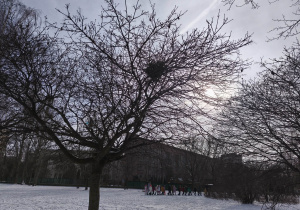 Na zdjęciu widzimy gniazdo znajdujące się na drzewie, które wypatrzyły dzieci.