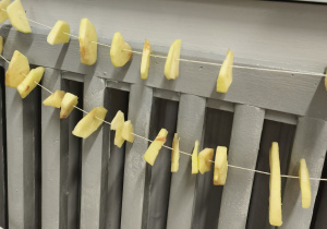 Suszące sie jabłka na sznureczku