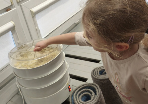 Dziewczynka obserwuje zmieniające się owoce