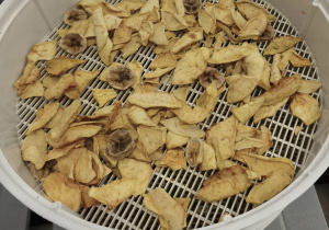 Suszące się owoce w suszace