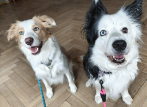 Zajęcia edukacyjne z udziałem psa - 6