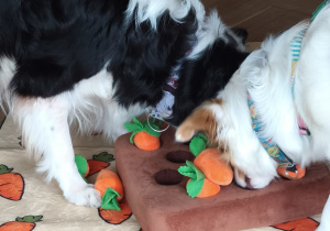 Psy szukają ukrytych smaczków