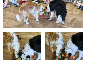 Na zdjęciach widzimy jak Lily i Bibi szukają szmakołyków na macie z marchewkami.