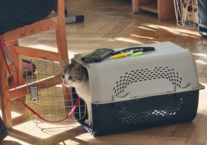 Zdjęcie przedstawia kota wychodzącego z transportera.