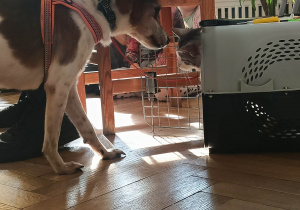 Zdjęcie przedstawia psa zaglądającego do transportera z kotem.