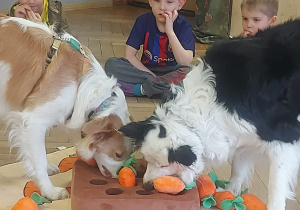 psy szukające pod marchewkami chrupek