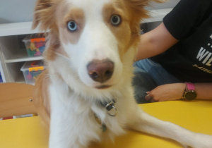 na zdjęciu pies rasy Border Collie - Bibi