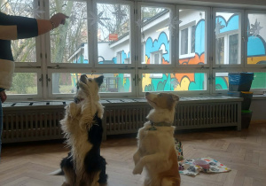 dwa psy podczas wykonywania zadania