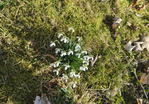 Na zdjęciu widzimy przebiśniegi.