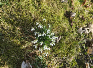 Pierwsze oznaki wiosny