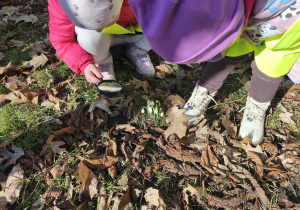 Na zdjęciu widzimy dwie dziewczynki, które z pomocą lupy oglądają przebiśniegi.