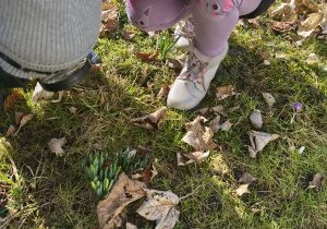 Na zdjęciu widzimy dwójkę dzieci, które oglądają za pomocą lupy pierwsze wiosenne kwiaty.