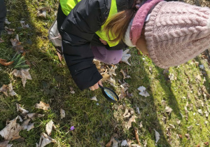 Na zdjęciu widzimy dziewczynkę, która przez lupę ogląda krokusa.