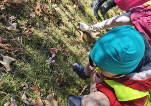 Na zdjęciu widzimy chłopca, które z wykorzystaniem lupy ogląda krokusy.