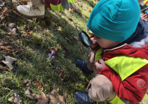 Na zdjęciu widzimy chłopca, który przez lupę ogląda krokusy.