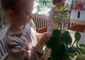 dzieci myją kwiaty, które oczyszczają nam powietrze w klasie