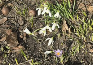 Zdjęcie przedstawia przebiśniegi.