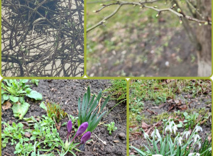 W poszukiwaniu zwiastunów wiosny