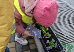 dzieci porównują kwiaty w donicach ze zdjęciem