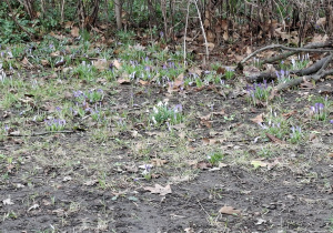 łąka przebiśniegów i krokusów