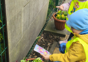dzieci porównują kwiaty w donicach ze zdjęciem