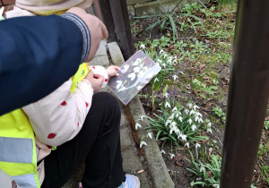 dziewczynka porównuje kwiaty ze zdjęciem