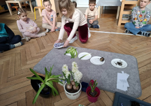 dziewczynka kładzie talerzyk z kwiatem hiacynta na dywanik