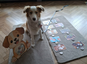 Zajęcia edukacyjne z udziałem psa - 7