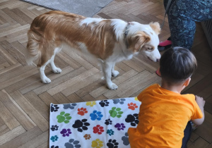 Na zdjęciu widzimy chłopca, który przygotowuje dla psa picie.