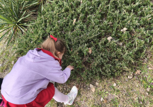 Na zdjęciu widzimy dziewczynkę, która szuka wśród krzewów miseczki z jajkiem czekoladowym.