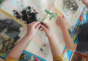 fasolka w fazie wzrostu