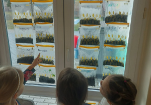 dzieci przyglądają się swoim fasolką, obserwują jej wzrost