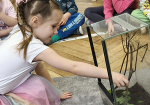 Dzieci karmią patyczaki bazylią