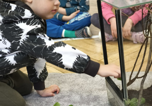 Dzieci karmią patyczaki bazylią